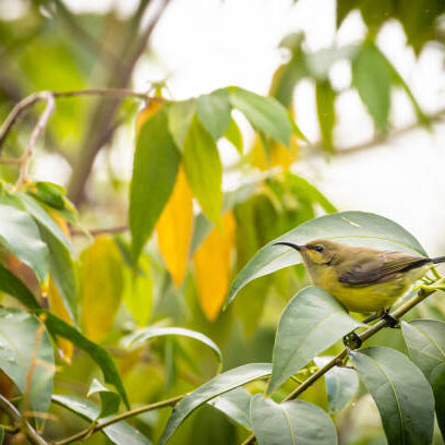 Variable sunbird, Yellow-bellied sunbird, (Cinnyris venustus) in Arusha region in Tanzania East Africa
