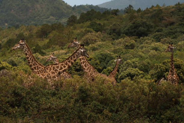 Group of giraffes roaming in the bushes of arusha national park, tanzania Group of giraffes roaming in the bushes of arusha national park, tanzania