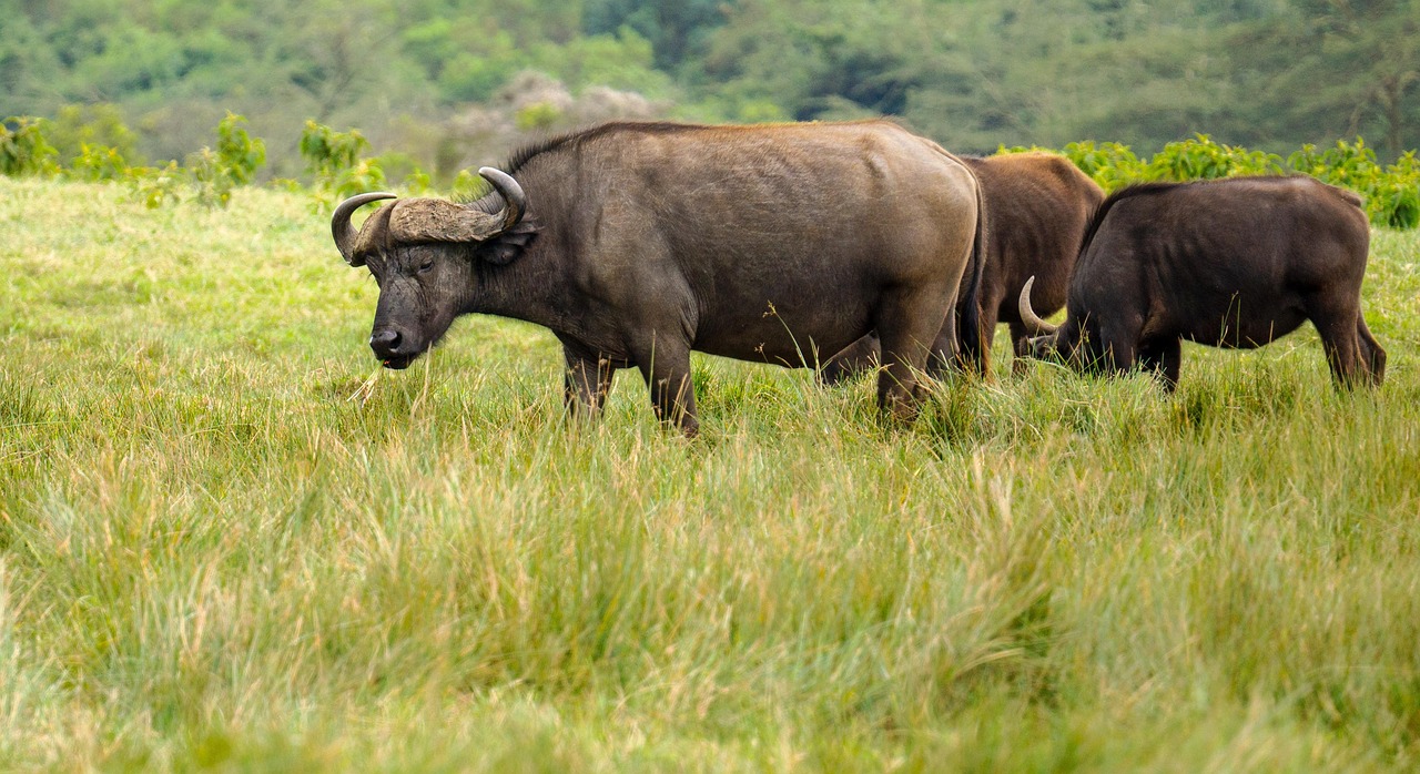 Seee buffaloes in Arusha Park