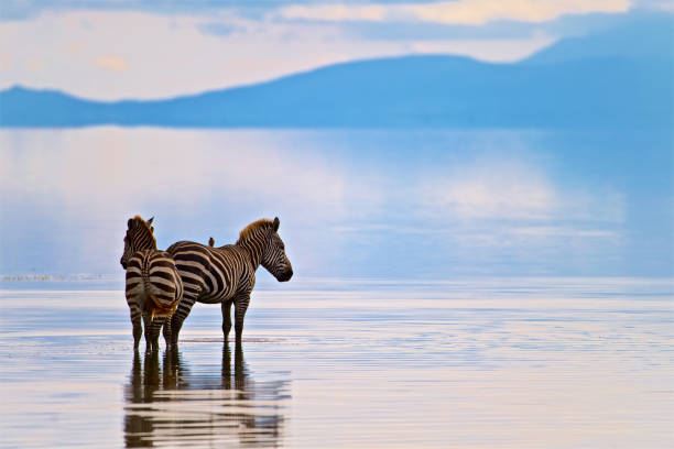 Zebras-in-Lake-Manyara Zebras-in-Lake-Manyara