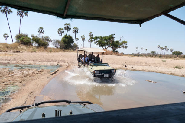Game drives in Ruaha NP A Toyota safari vehicle is driving through the river in the Ruaha National Park, during a morning game drive.