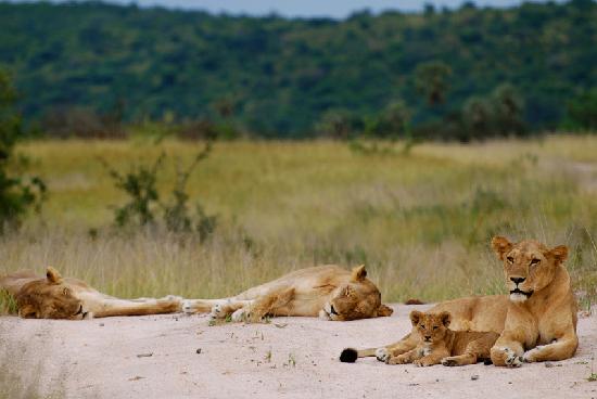 Lions in Ruaha National Park Lions in Ruaha National Park