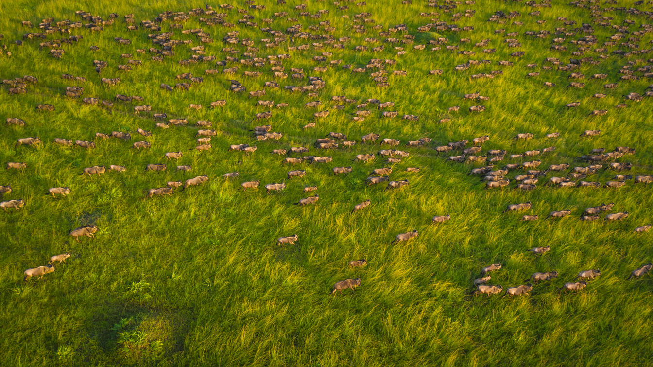 See wildebeests from above