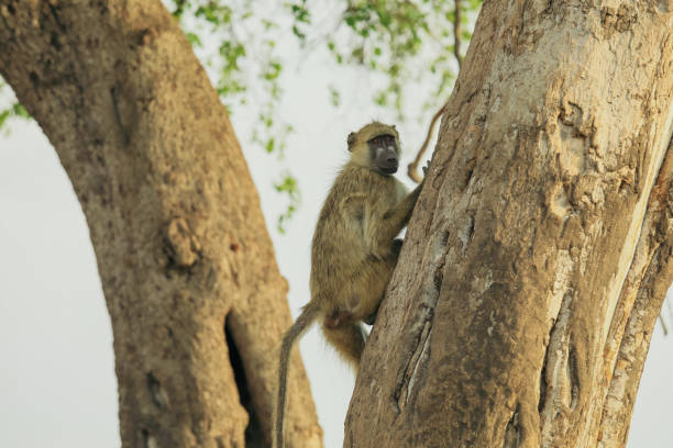 primates tracking in Africa primates tracking in Africa