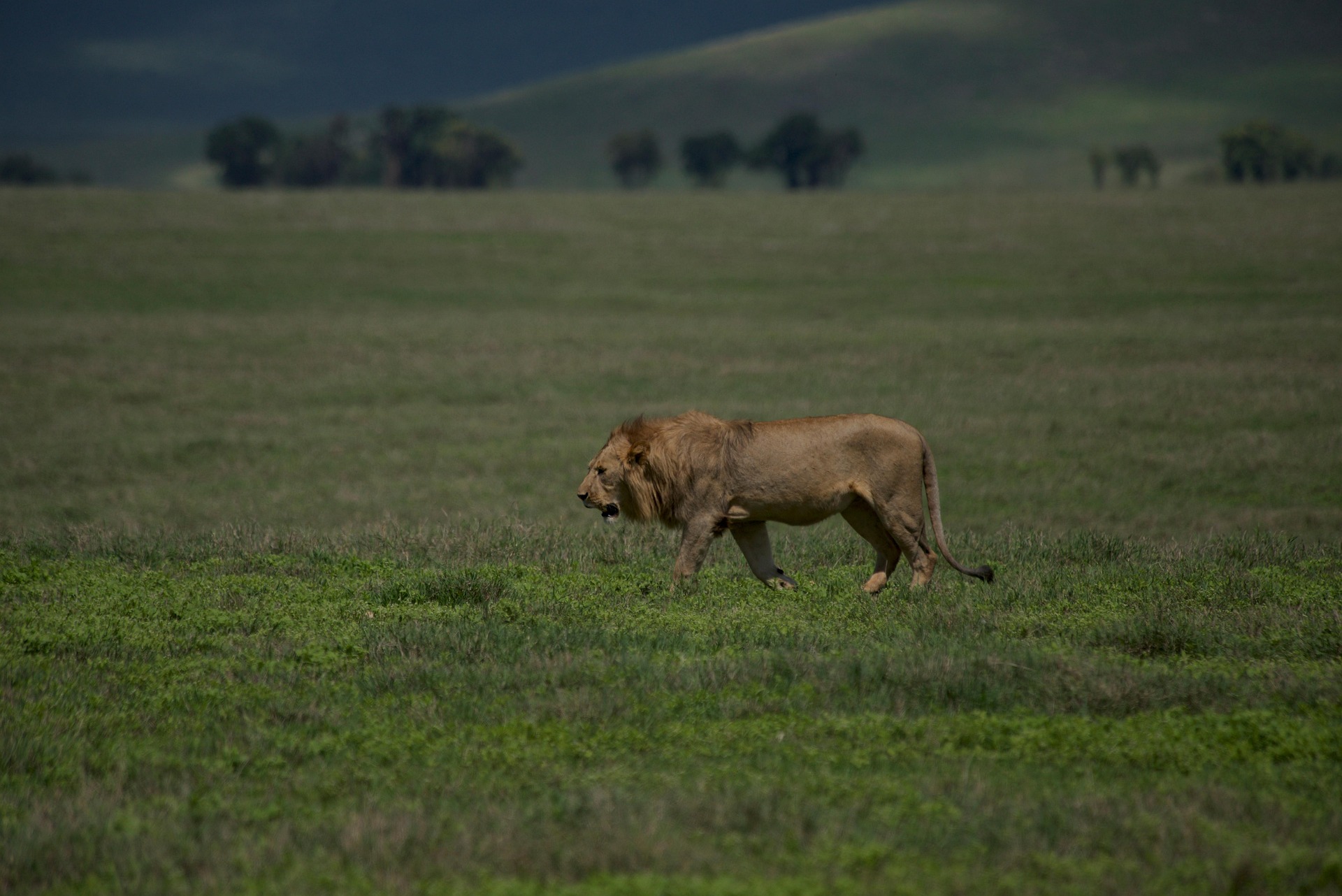 A lion in Ngorongoro Crater A lion in Ngorongoro Crater