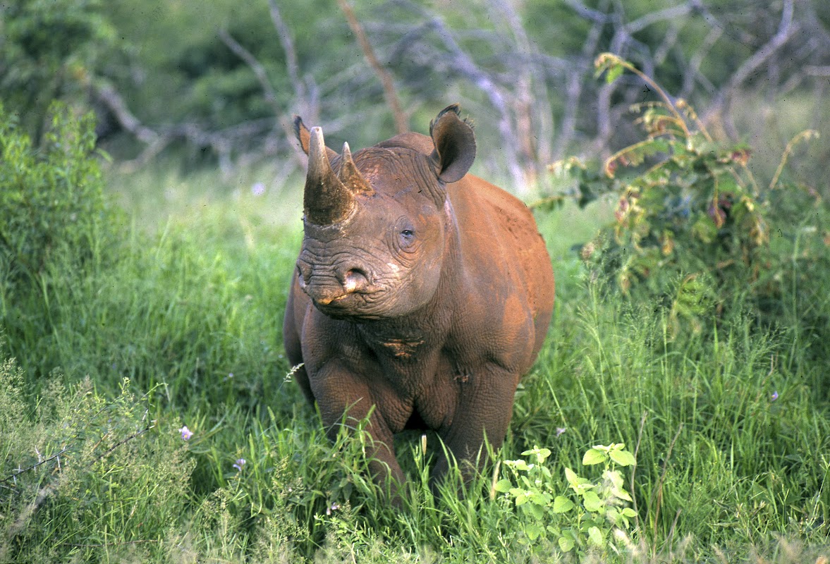 A black rhino in Ngorongoro A black rhino in Ngorongoro