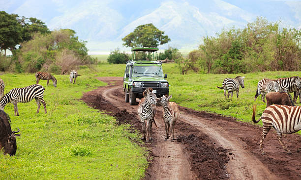 A game drive through the Ngorongoro Conservation Area Floor