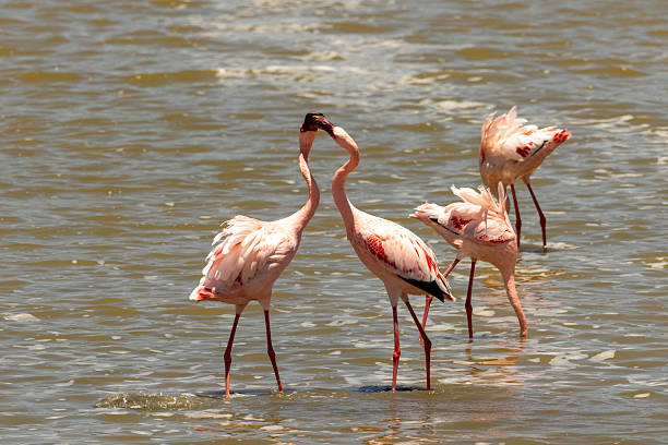 Flamingoes in lake Magadi