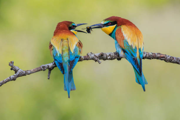 Two European bee eaters on a tree in Ngorongoro