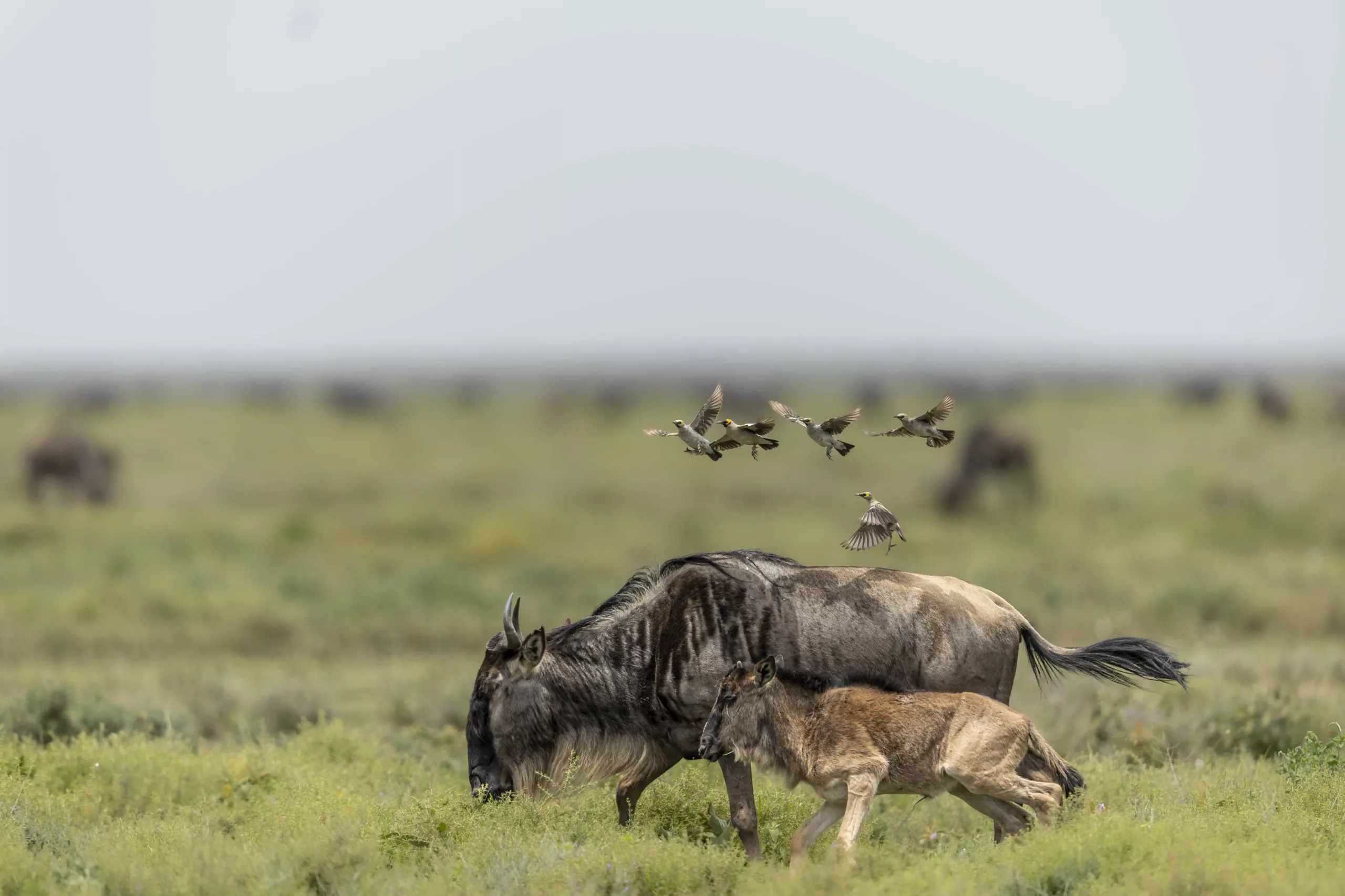 wildebeest-calving-season-ndutu-ngorongoro-tanzania