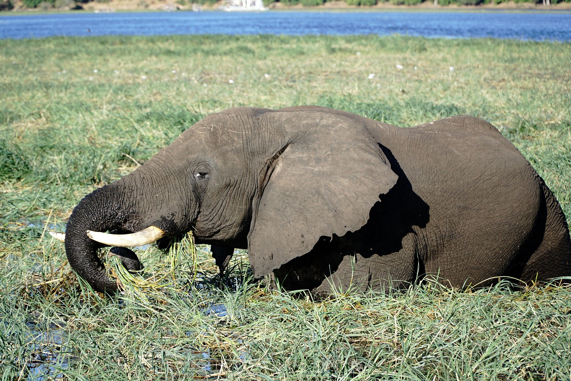 An elephant in a river in Chobe National Park