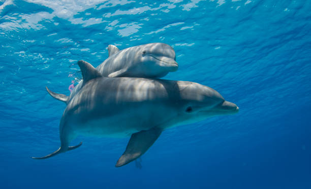A mother Bottlenose Dolphin swims with her calf close by in the Indian Ocean waters.