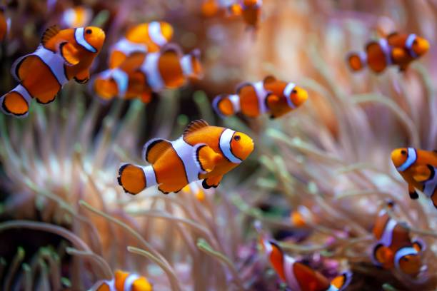 Young orange clownfish, Amphiprion percula