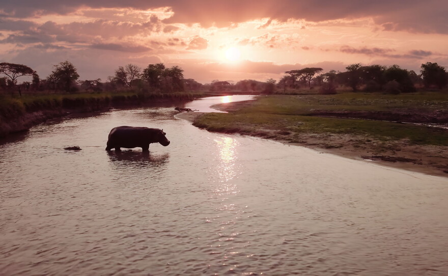 A hippo in Katuma River in Katavi National Park